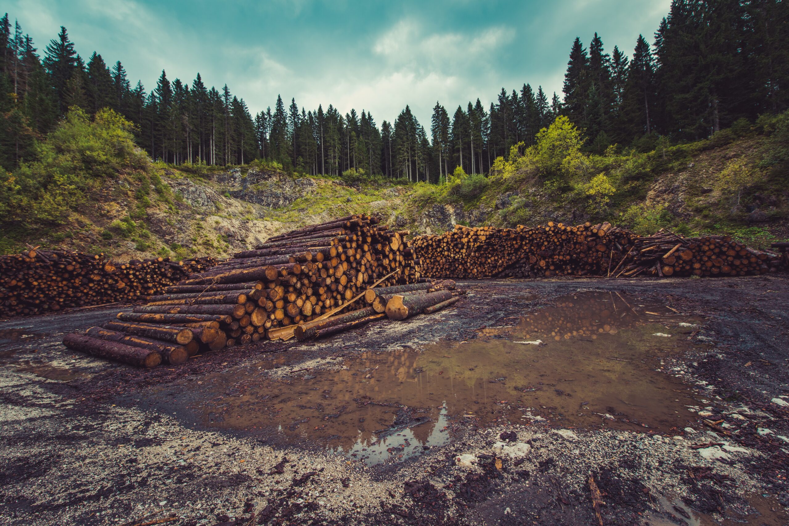 Raising Awareness of Deforestation - Young Citizens